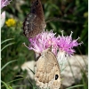 satyrus ferula male female1